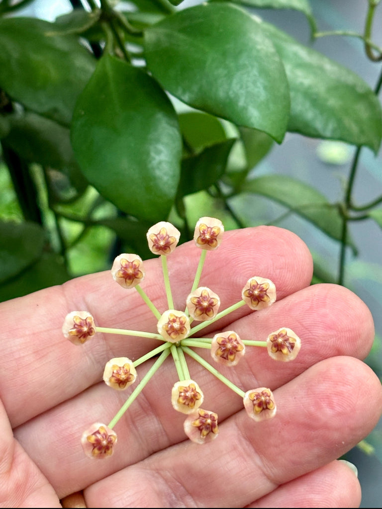 Hoya brevialata IML 1216 H223