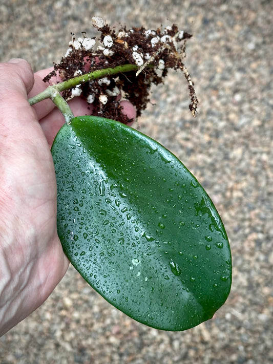 Hoya 'Wonder' (JAD020) H426