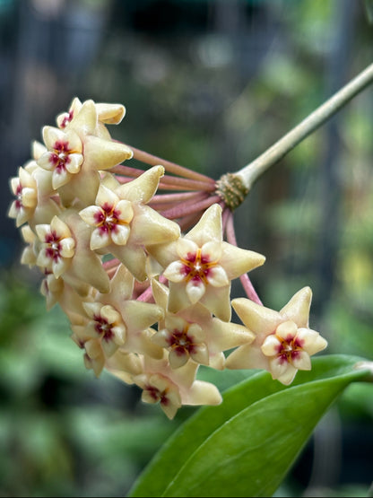 Hoya limoniaca IML 0092 H253