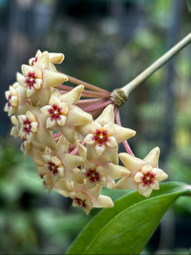 Hoya limoniaca IML 0092 H253
