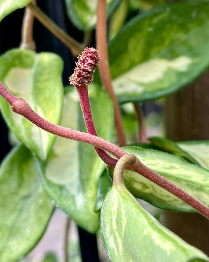 Hoya carnosa 'Krimson Princess' H9