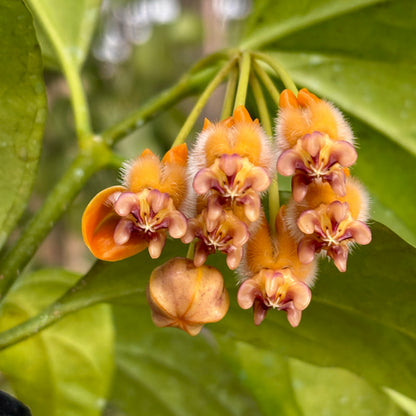 Hoya praetorii H438