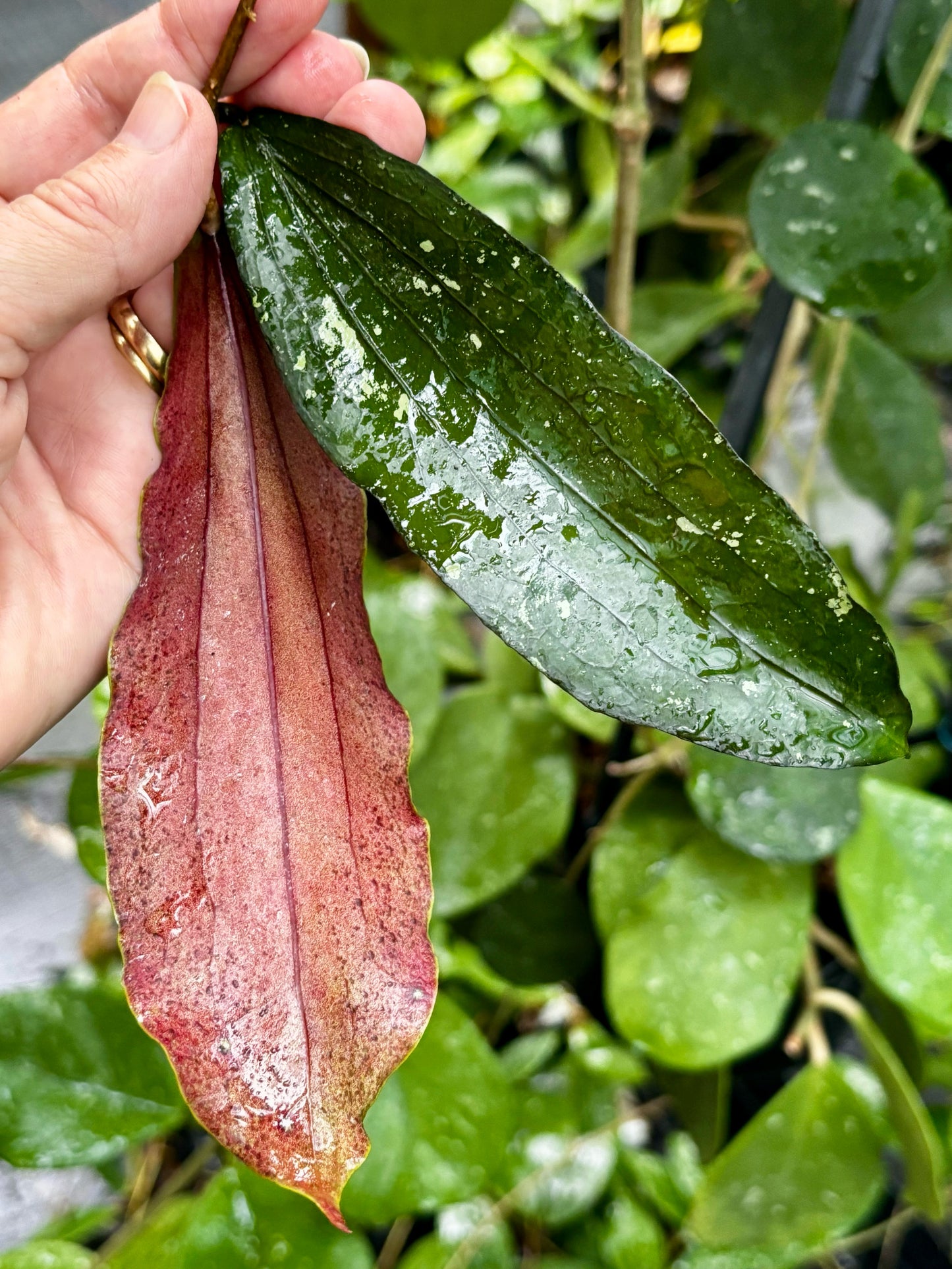 Hoya erythrina H24