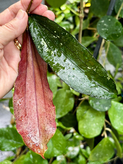 Hoya erythrina H24