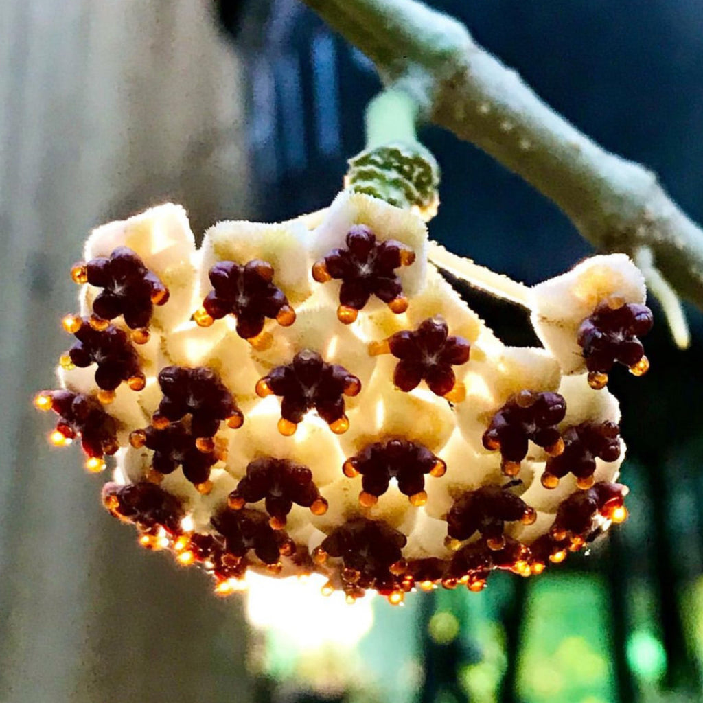 Hoya kerrii (albomarginata) H48