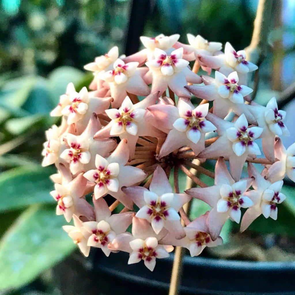 Hoya verticillata pink H188