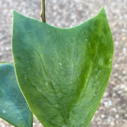 Hoya mindorensis H40