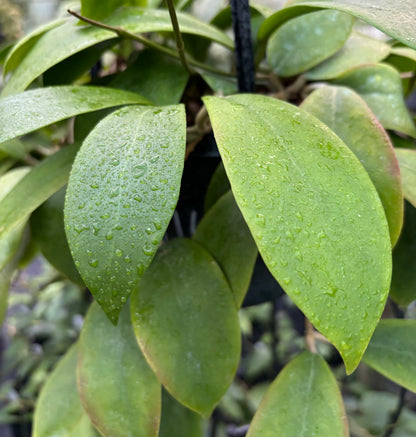 Hoya mindorensis H40
