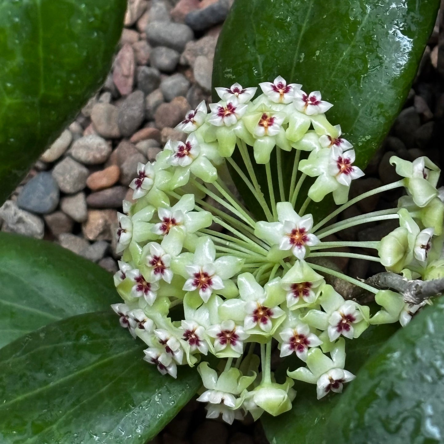 Hoya dolichosparte IML 1377 H99