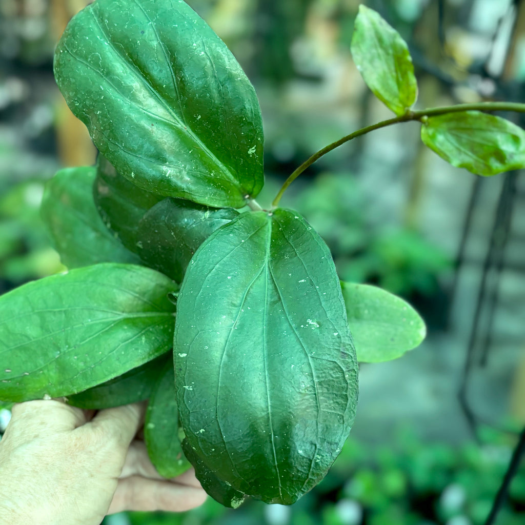 Hoya erythrina (purple) H468