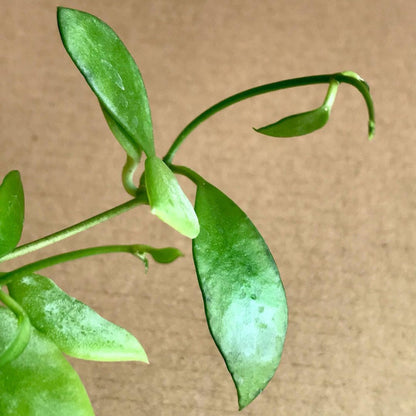 Dischidia acuminata D24