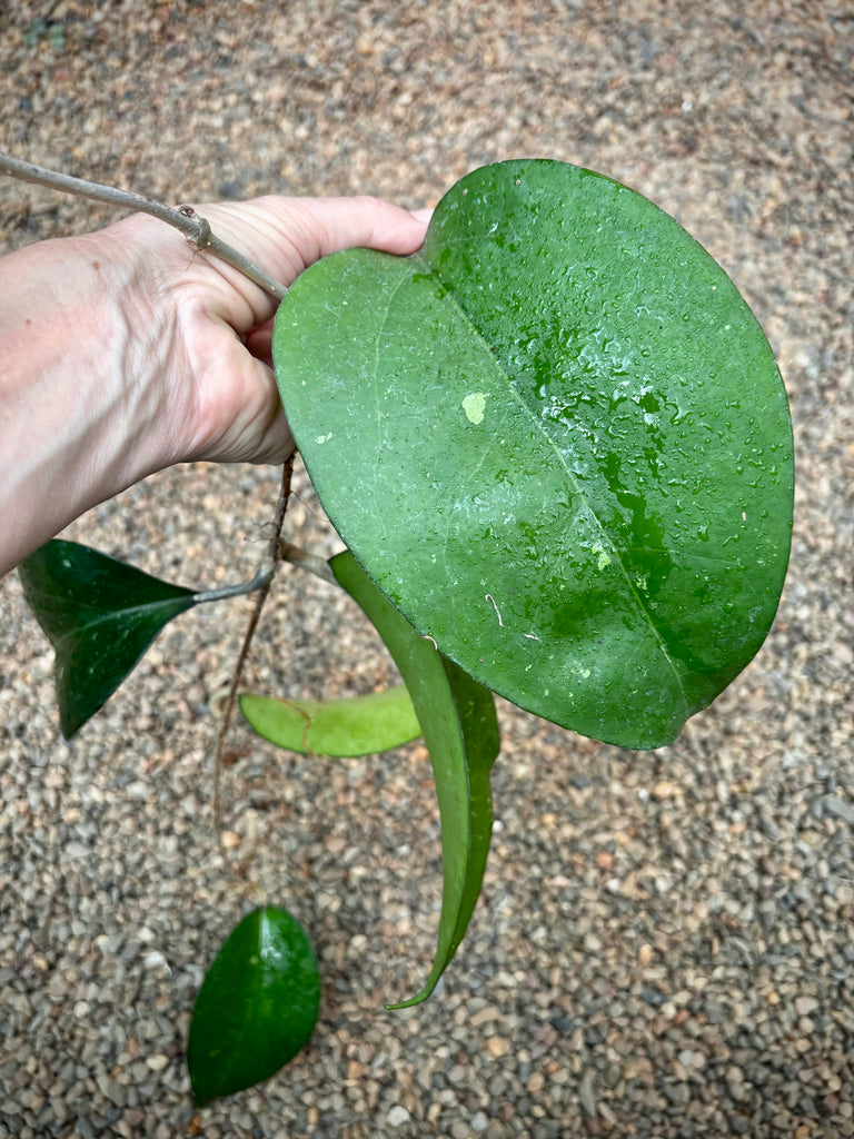 Hoya sp. Java IML 0452 H125