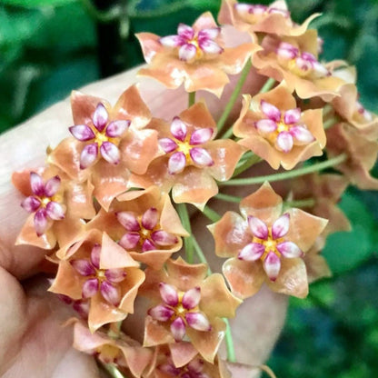 Hoya palawanica IML 1605 H254