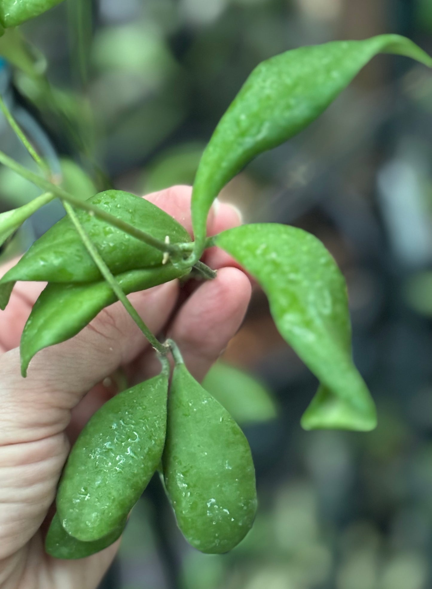 Hoya andalensis IML 1836 H93