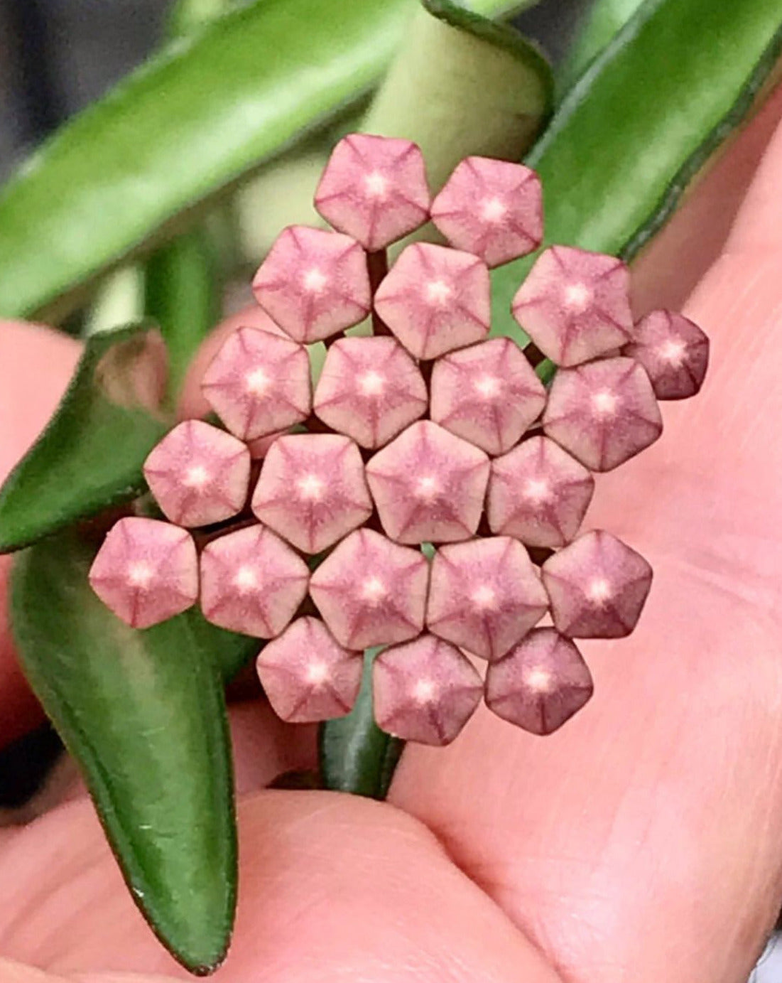 Hoya kentiana H10