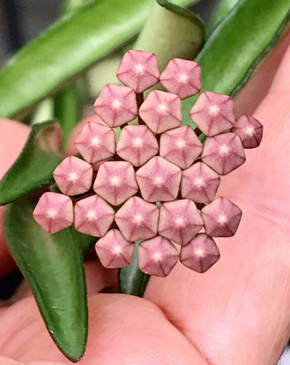 Hoya kentiana H10