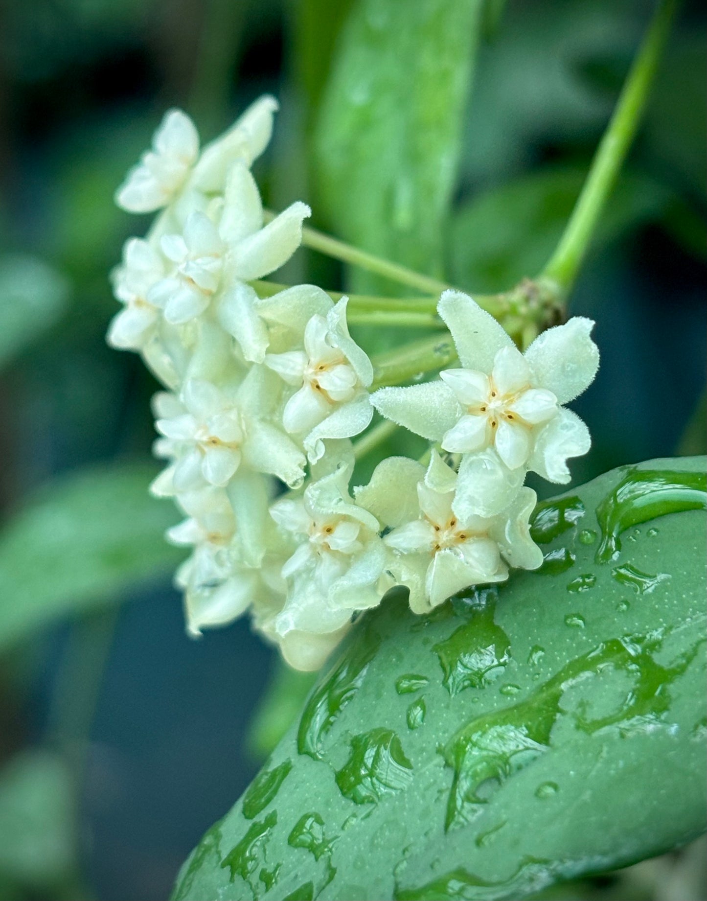 Hoya cagayanensis IML 1600 H279