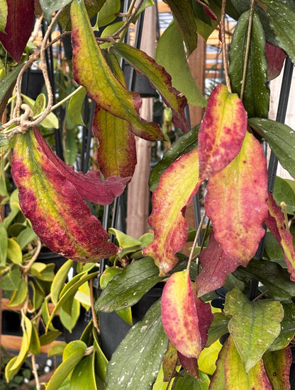 Hoya erythrina H24