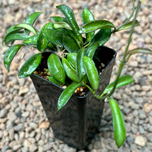 Hoya sp. Zambales H460
