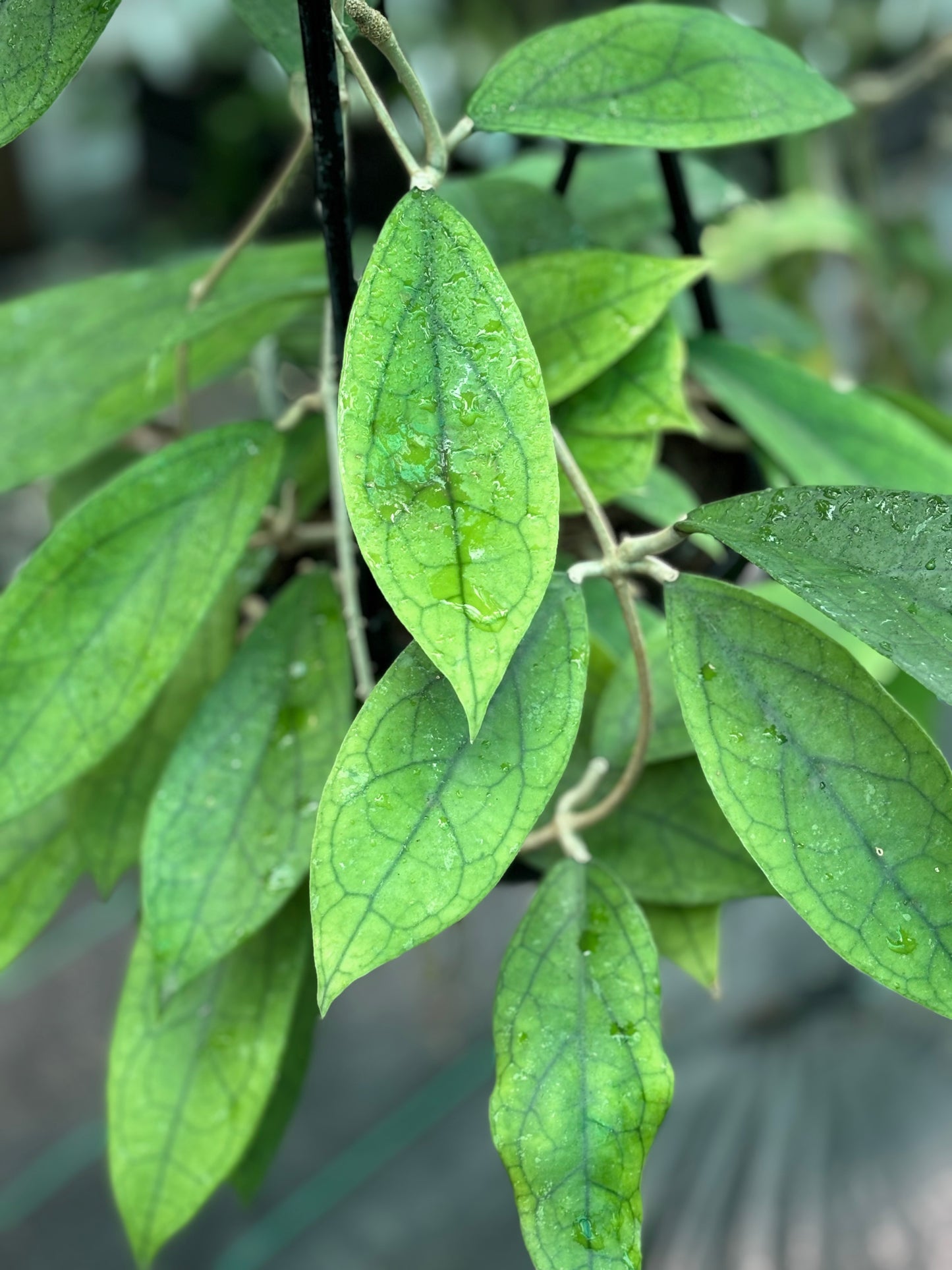 Hoya finlaysonii H265