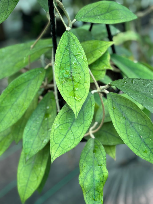 Hoya finlaysonii H265