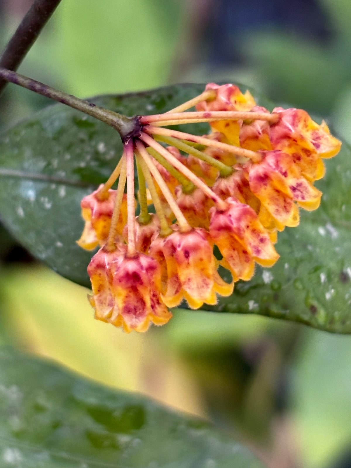 Hoya amicabilis H447