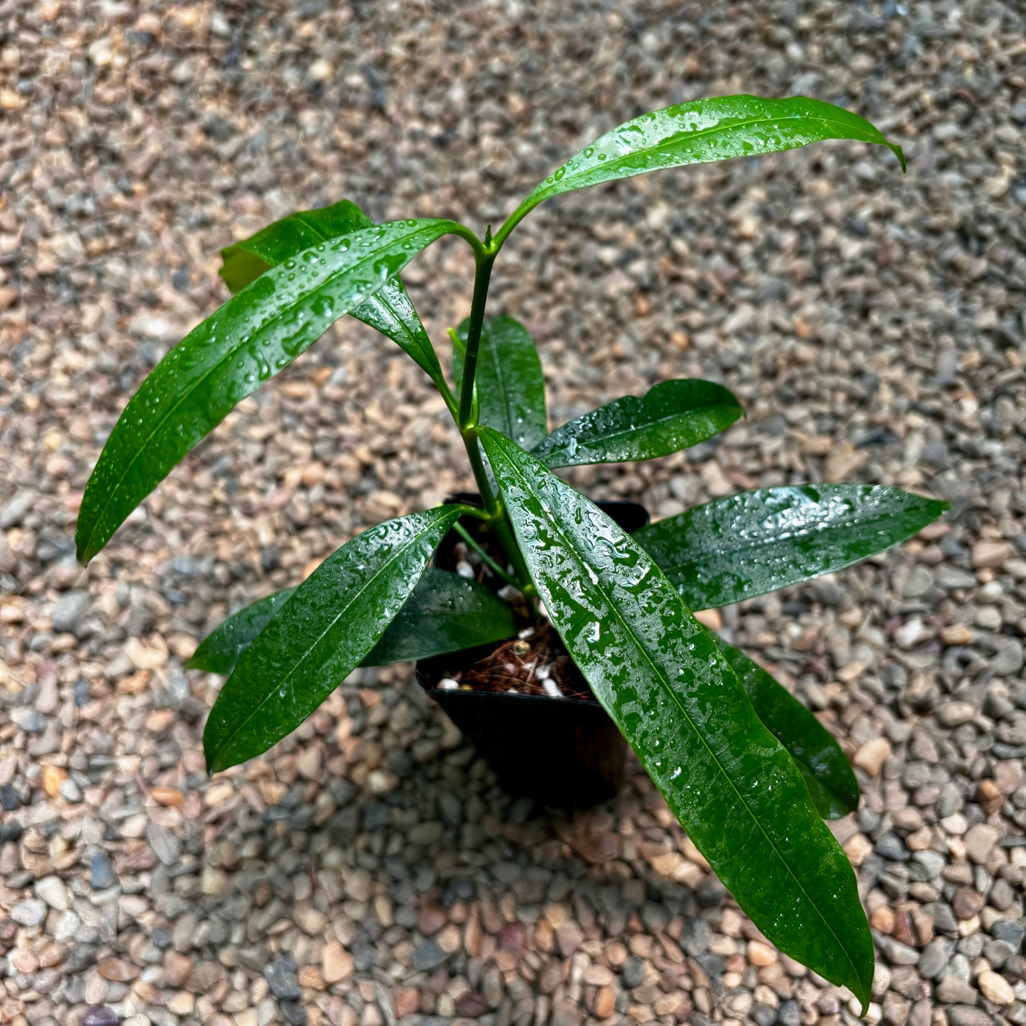 Hoya irisiae green H472