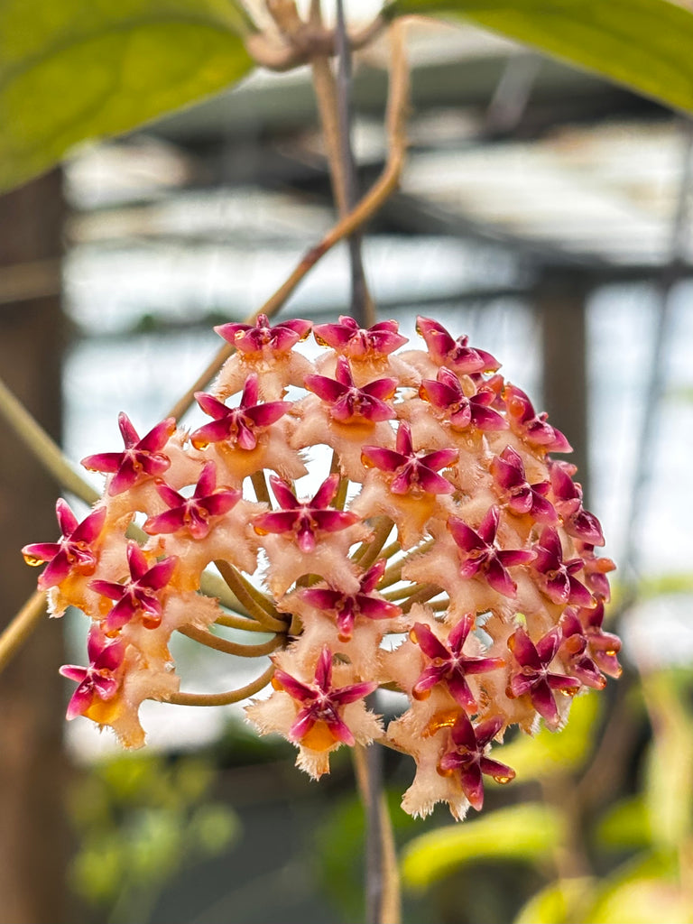 Hoya erythrostemma H173