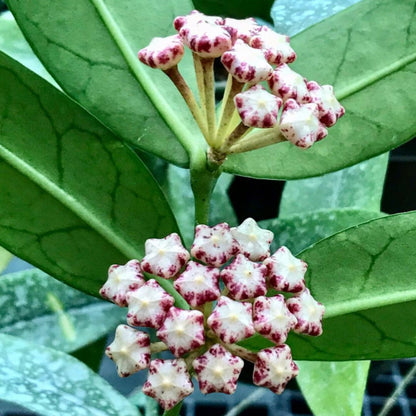 Hoya lobbii 'orange'  IML 1524 H245