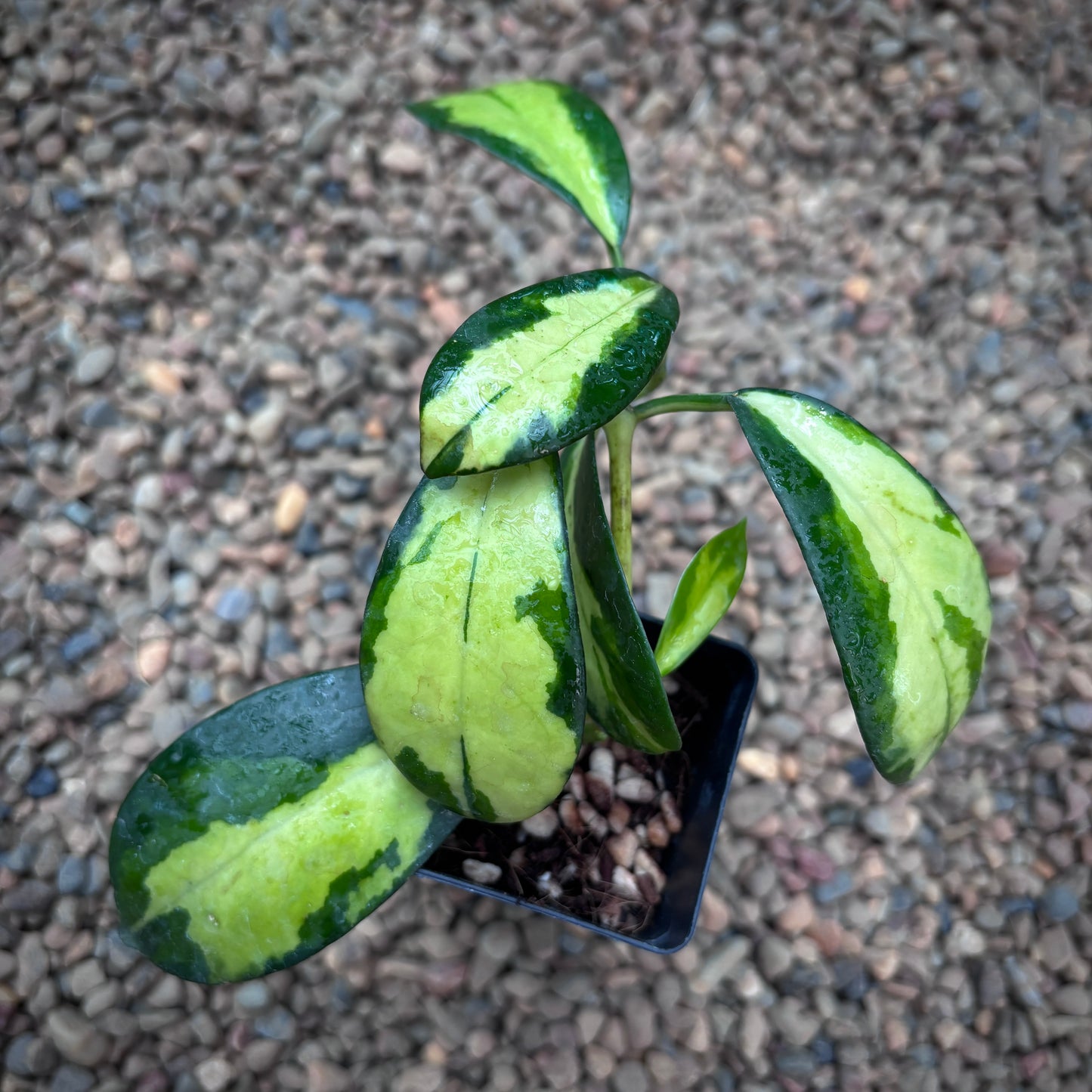 Hoya diversifolia 'Maharani' (variegata) H477