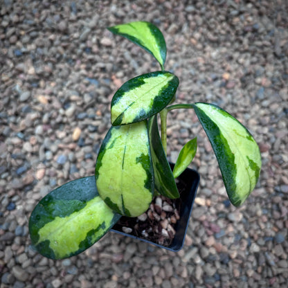 Hoya diversifolia 'Maharani' (variegata) H477