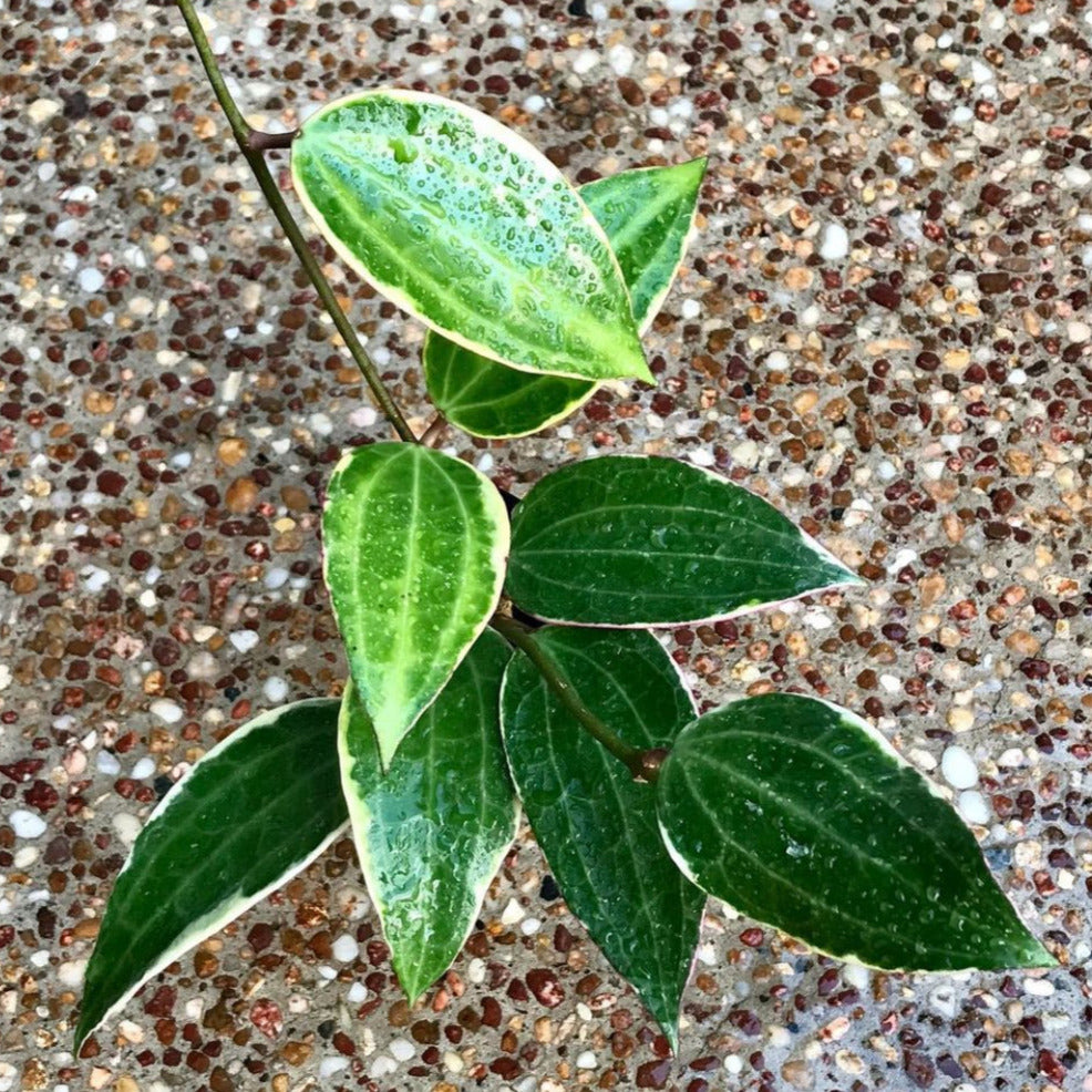 Hoya latifolia albomarginata IML 1622 H157