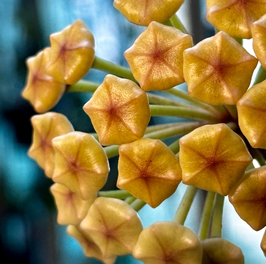 Hoya loyceandrewsiana H153