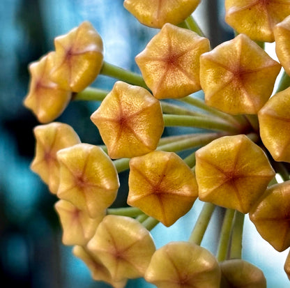 Hoya loyceandrewsiana H153