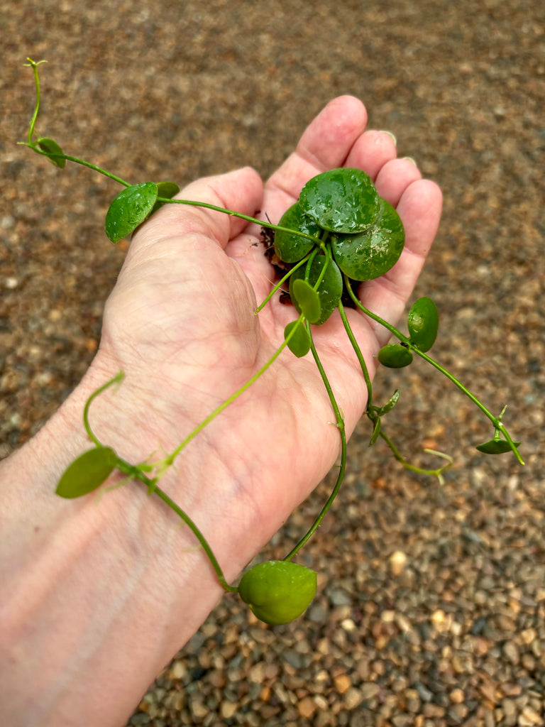 Dischidia aff. imbricata Omea IML 1079 D8