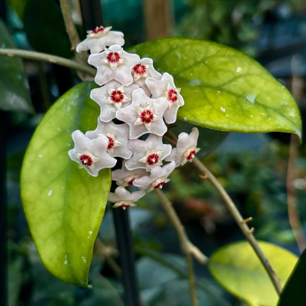 Hoya crassifolia China IML 0142 H228