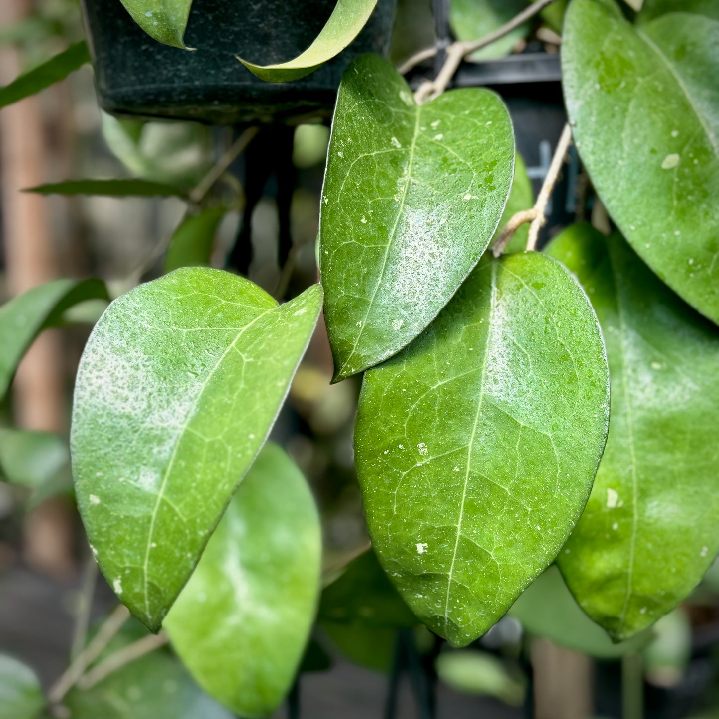 Hoya sp. Java IML 0452 H125