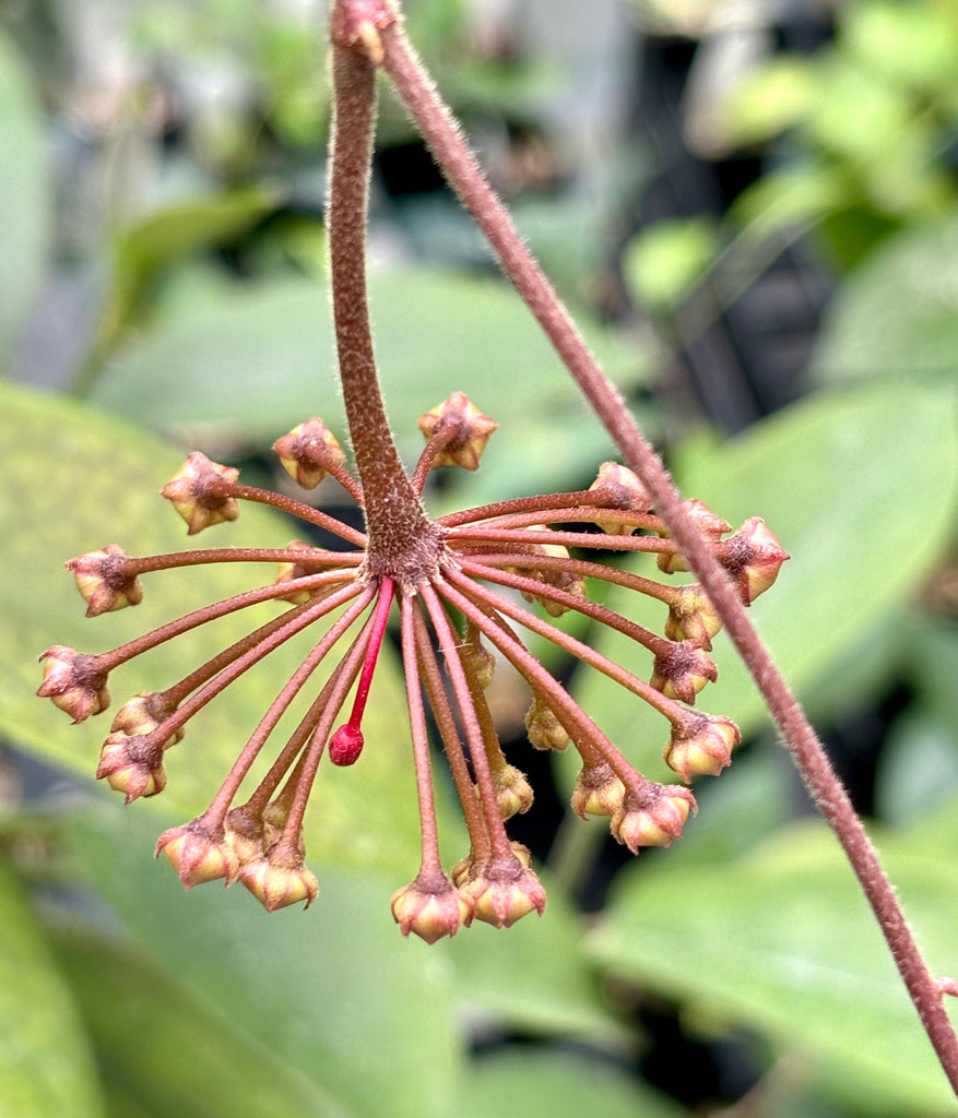 Hoya carnosa 'Green Exotica' H179