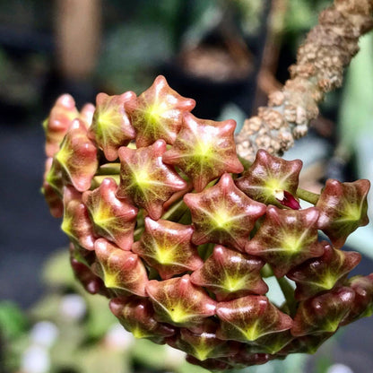 Hoya mindorensis H40