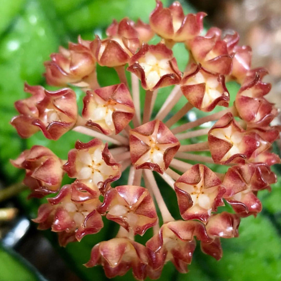 Hoya callistophylla Sabah IML 1762 H316