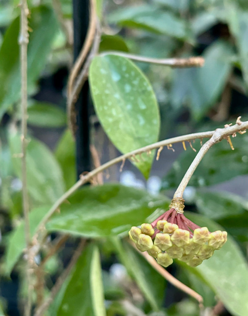 Hoya limoniaca IML 0092 H253