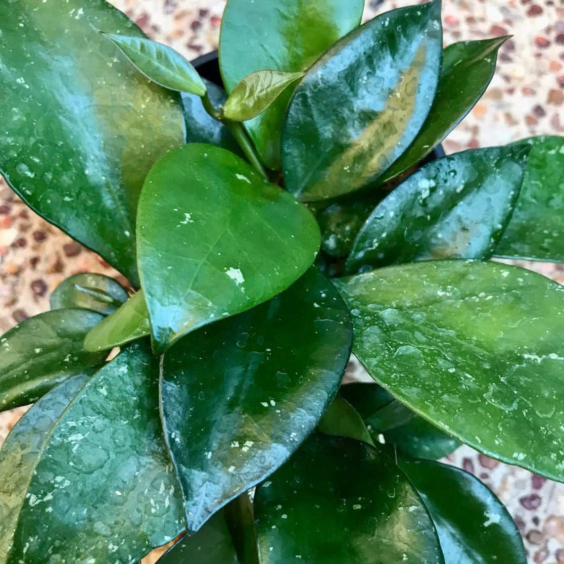 Hoya nabawanensis Malaysia IML 0078 H333