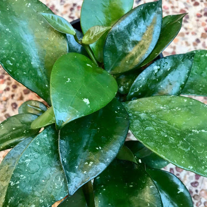 Hoya nabawanensis Malaysia IML 0078 H333