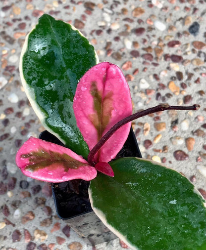 Hoya carnosa variegata 'Purple Pride' H216