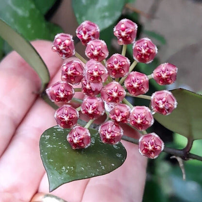 Hoya memoria IML 0107 H109