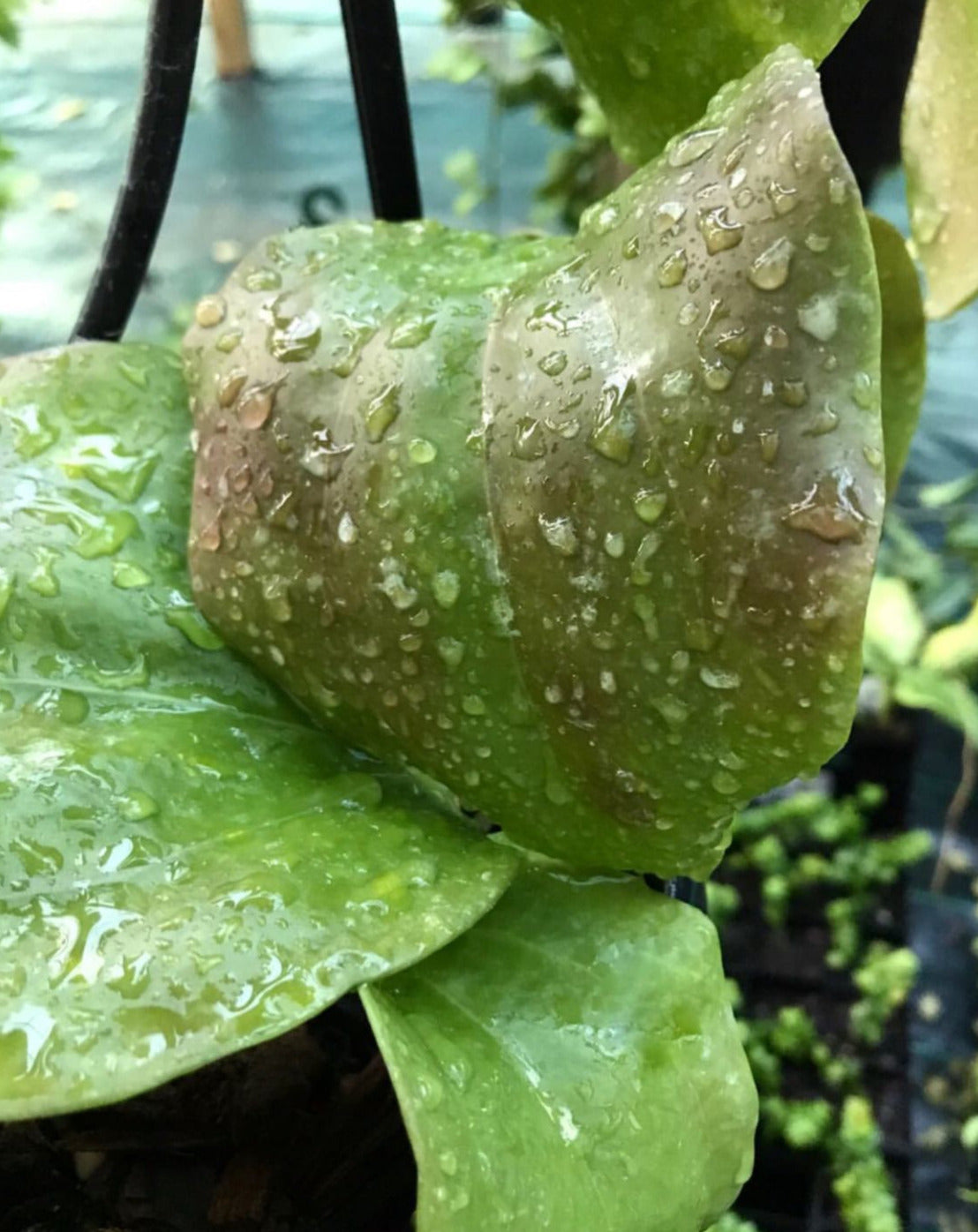 Hoya pentaphlebia IML 0391 H249