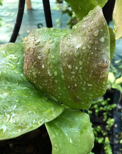 Hoya pentaphlebia IML 0391 H249
