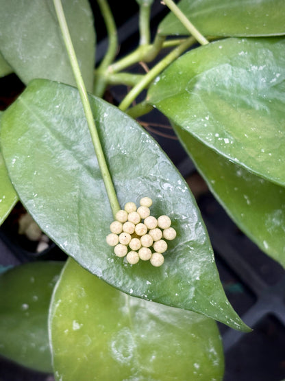 Hoya nabawanensis Malaysia IML 0078 H333