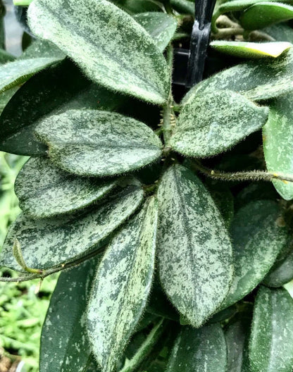 Hoya thomsonii (white) IML 1177 H260