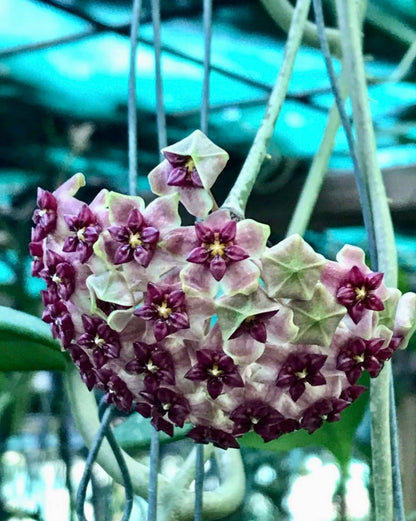 Hoya purpureo-fusca IML 0728 H79